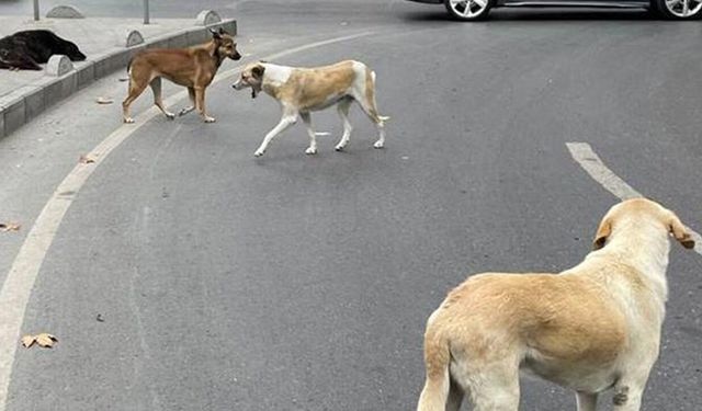 Sokak Köpekleri İçin Türkiye Genelinde Denetim Başladı: Toplanıp Toplanmadığı Denetlenecek