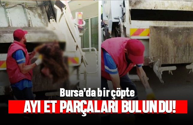 Bursa'da ayı et parçaları ve kesin başı bulundu