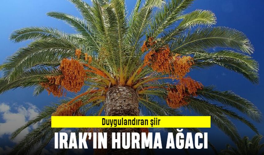 Duygulandıran şiir; Irak'ın Hurma Ağacı