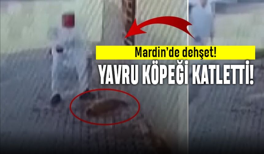 Mardin'de yavru köpeğe vahşet; Demir çubukla kafasına vurarak öldürdü