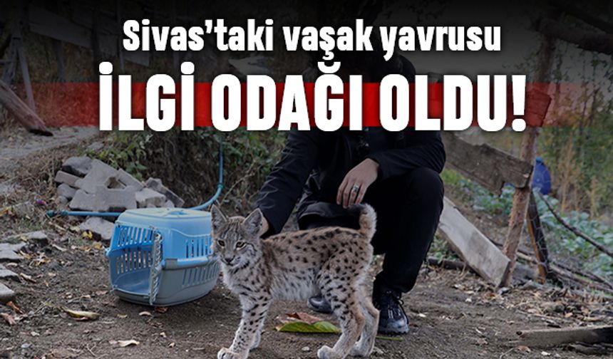 Sivas'taki vaşak yavrusu büyük beğeni topladı