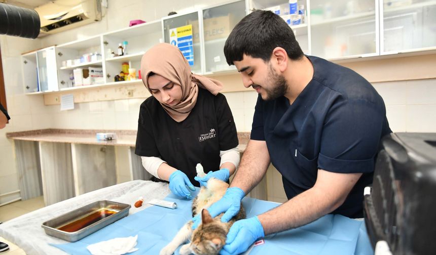 Esenyurt Belediyesi, Doğum Aşamasında Olan Hamile Kediyi Kurtararak Yeni Bir Yuva Sağladı