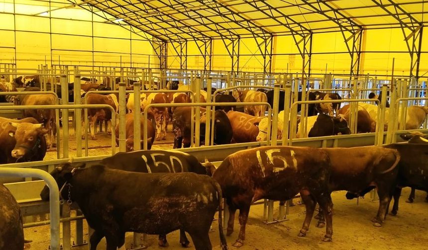 Kurbanlık fiyatları şimdiden el yakıyor