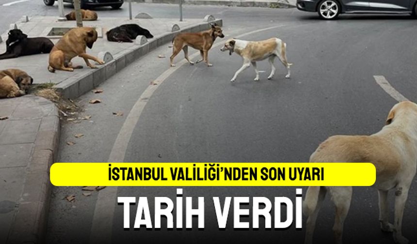 İstanbul Valiliği sokak hayvanları için son kez uyardı; Tarih verdi