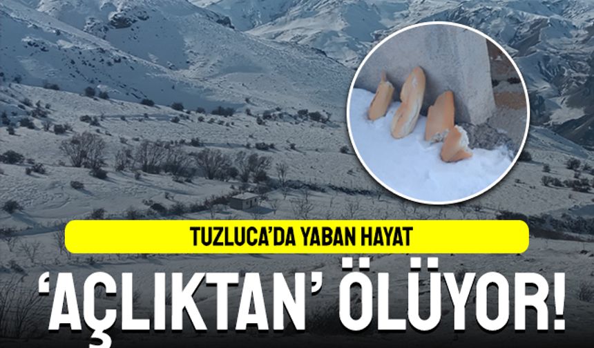 Tuzluca'da kar altında aç kalan hayvanlar için çağrı