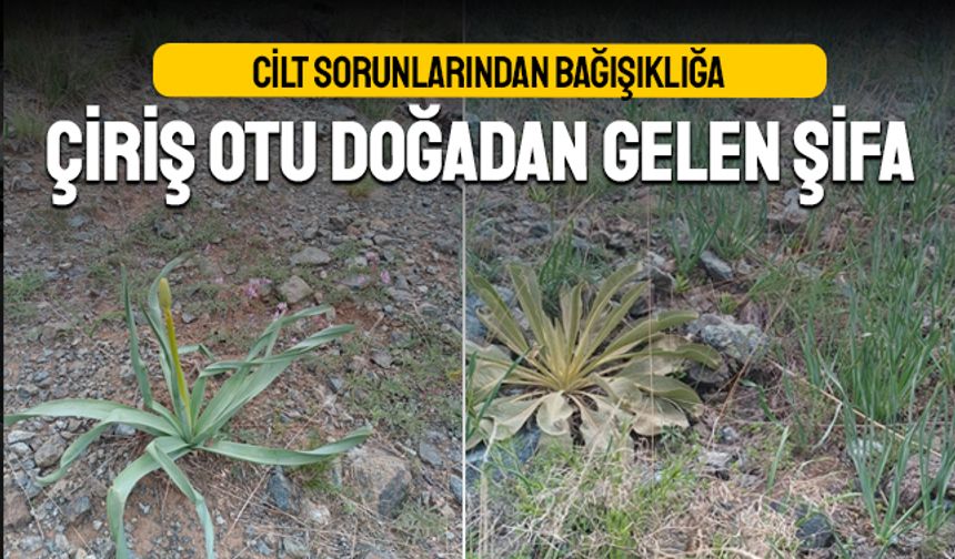 "Cilt Sorunlarından Bağışıklığa: Çiriş Otu Doğadan Gelen Şifa"