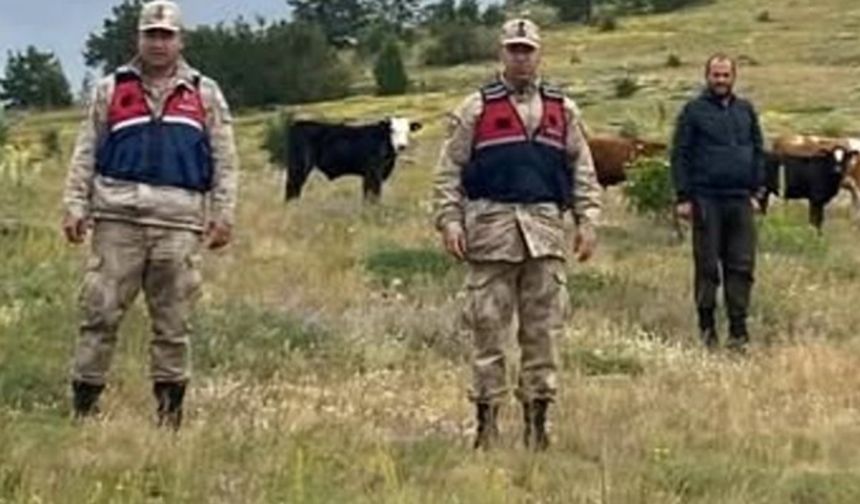 Erzincan’ın kayıp büyükbaşları Giresun sınırında bulundu