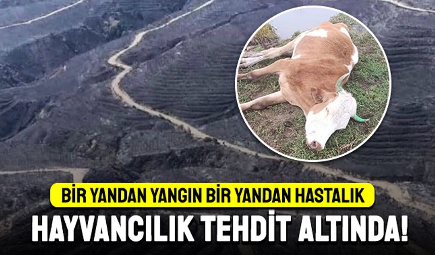 Şap Hastalığı Yayılıyor, Çiftçiler Endişeli