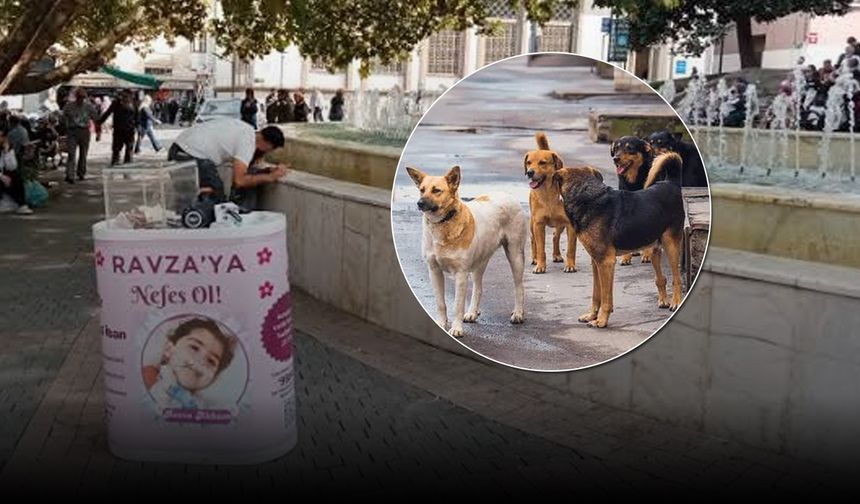 Son dakika; İstanbul Valiliği'nden SMA ve sokak hayvanları kararı