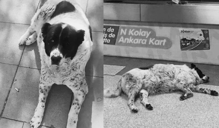 Ankara Demetevler Metrosu’nda Sokak Köpeği Matmazel’in Ölümü Tepki Çekti