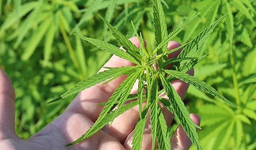 Türkiye’de Kenevir Seferberliği: 21 İlde Üretim İçin İzin Çıktı!