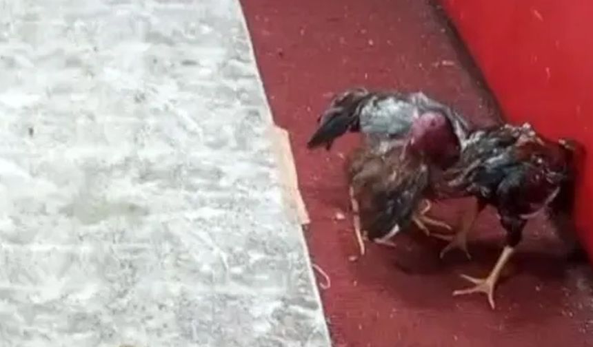 Adana'da "Pes" Dedirten Savunma: "Polisi Gören Horozlar Korkudan Ringe Atlayıp Dövüştü!"