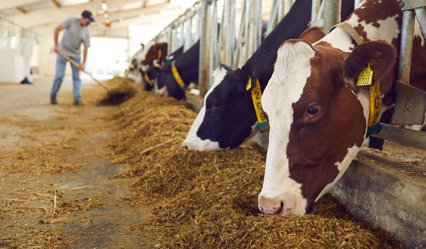 "Köyler Değişiyor, Dertler Değişmiyor": CHP'li Gürer'den İktidara Hayvancılık Uyarısı