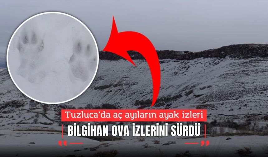 Tuzluca’da "Erken Uyandılar" Alarmı: Aç Ayılar Köy Yollarında!