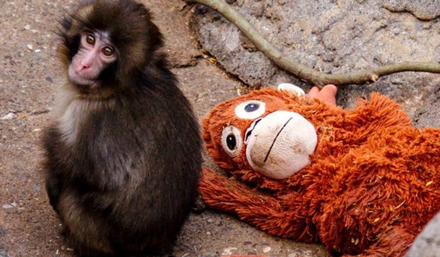 Zorbalanan Yavru Maymun Punch Sosyal Medyada Vicdan Azabı Oldu