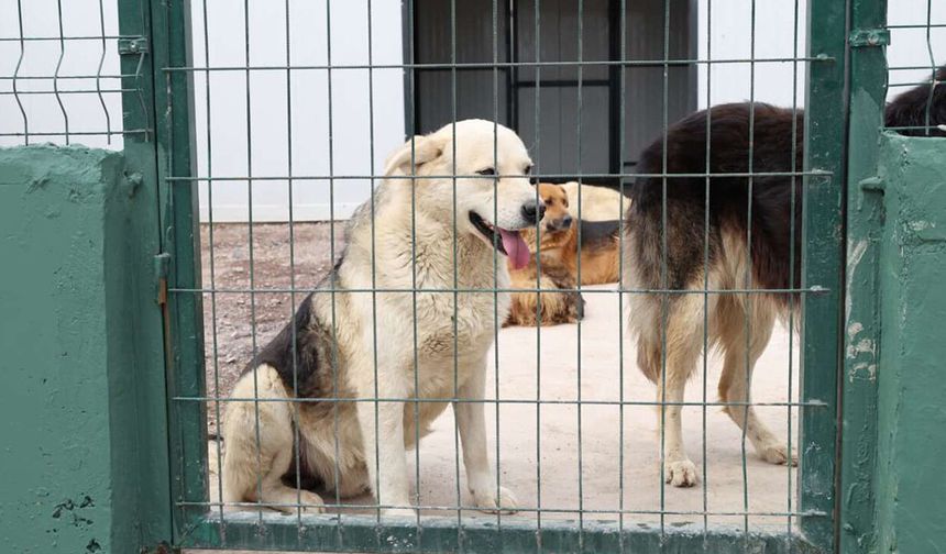 Çekmeköy’ün sessiz canlarına dev doğal yaşam alanı