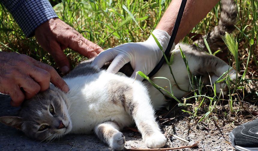 Maltepe'nin Kedilerine Kapsamlı Sağlık Taraması
