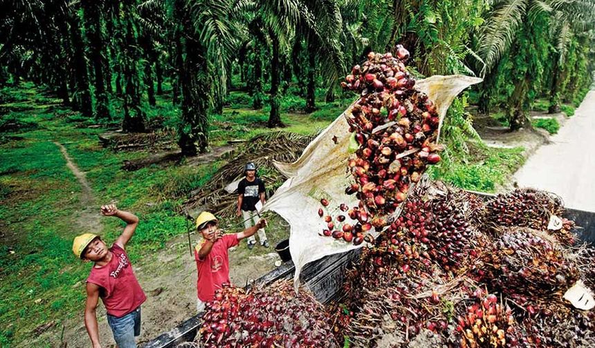Savaş ve El Niño Kıskacında Palm Yağı: Küresel Piyasada Fiyatlar Yeniden Tırmanışta
