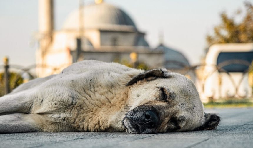 Vali Gül’den "Sıfır Başıboş Köpek" Talimatı: "İstanbul'un Sokaklarında Tek Bir Sahipsiz Hayvan Kalmayacak"