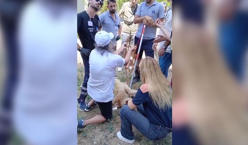 Haber Merkezimize Ulaşan İhbar: Tuzla'da 'Özel Mülk' Tartışması ve Görme Engelli Köpeğe Müdahale
