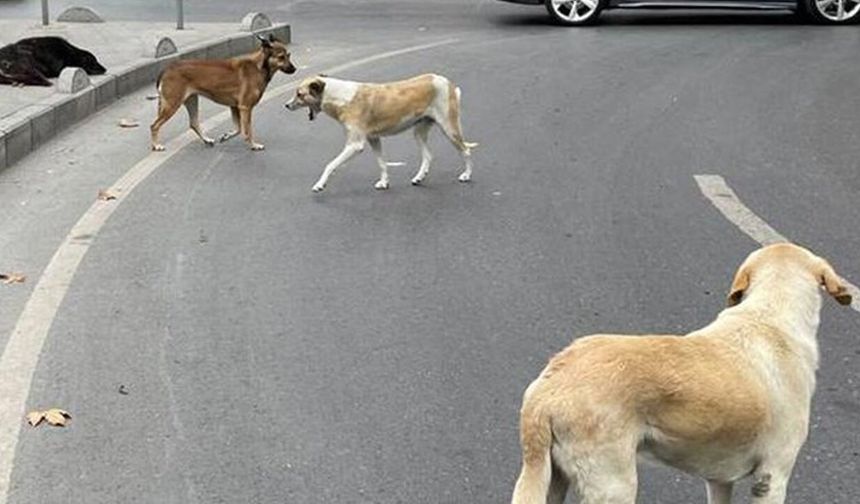 Sokak Köpekleri İçin Türkiye Genelinde Denetim Başladı: Toplanıp Toplanmadığı Denetlenecek